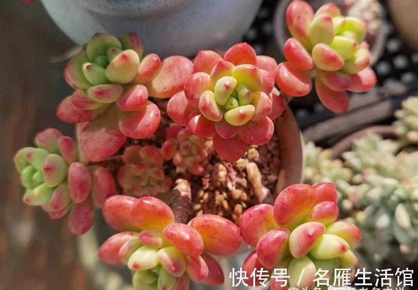 将徒长的多肉重新养好?不是不可能,只要如此操作且多点耐心就行