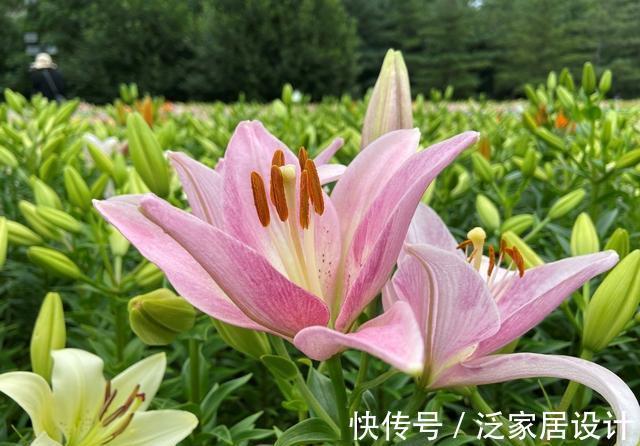 纯洁|沈阳沈水湾公园：最美最仙百合花