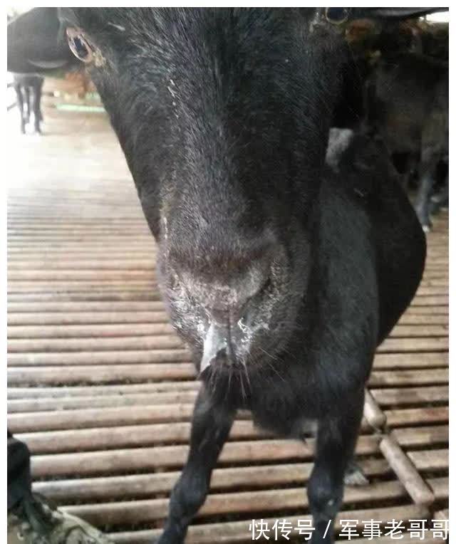 体温升高|气温骤降,养羊一定要预防羊感冒!这5个方法是治羊感冒最常用的