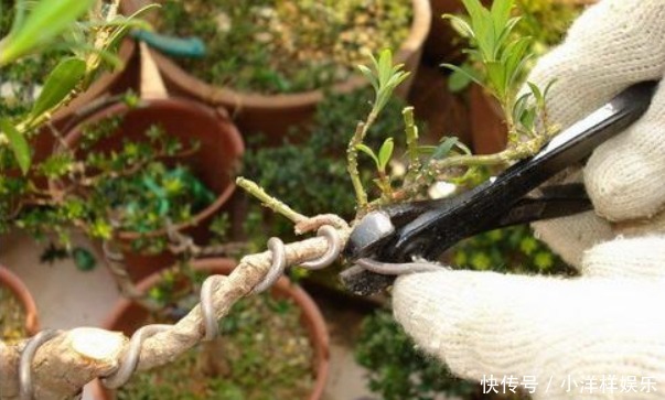 有3种夏季开的花,此时咔嚓“剪两刀”,侧枝变多,开花会更旺盛