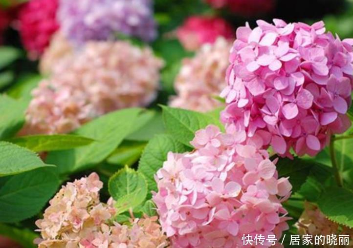 最受欢迎的4种花,个个开花漂亮,花朵硕大,养阳台满屋飘香