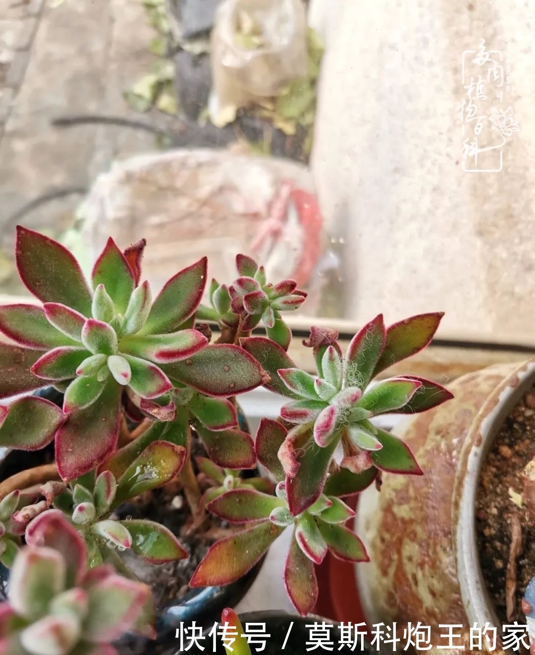 回顾令人难忘的2020年!2021,我定不负美肉不负众望!