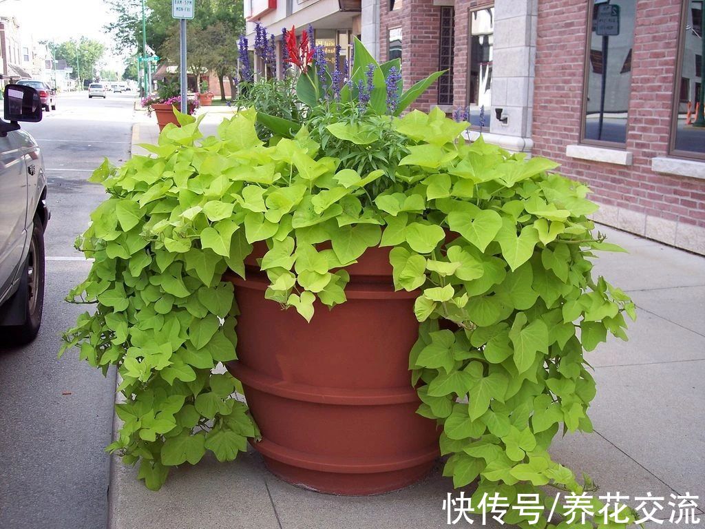 叶色|叶色丰富的观赏红薯，适合养成盆栽，开的喇叭状花朵很罕见