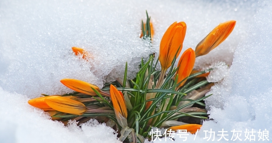 雪水|冬日给盆栽补水使用哪些溶液效果更好？这2样均比自来水合适阿