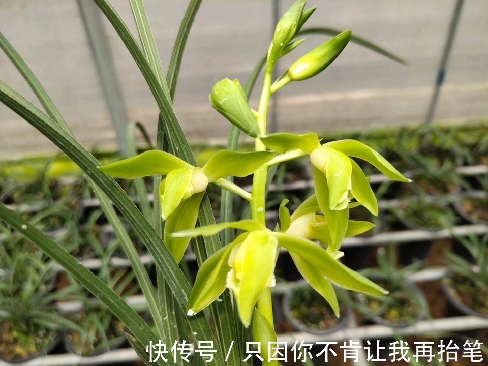 养护|养兰花要注意秋老虎，一不小心根部就发黑，发黑原因和解决方法