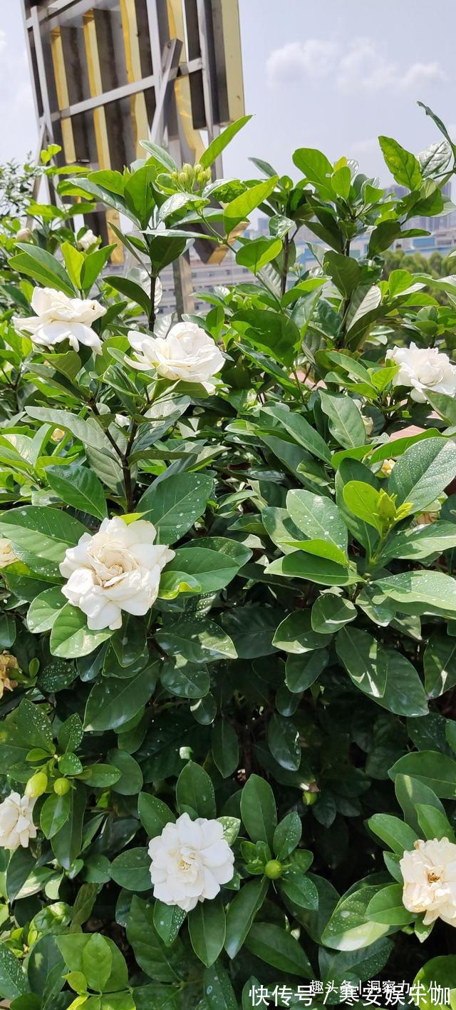 硫酸亚铁|茉莉需润养,这“三位置”留点水,花苞咕噜冒,一次绽放上百朵