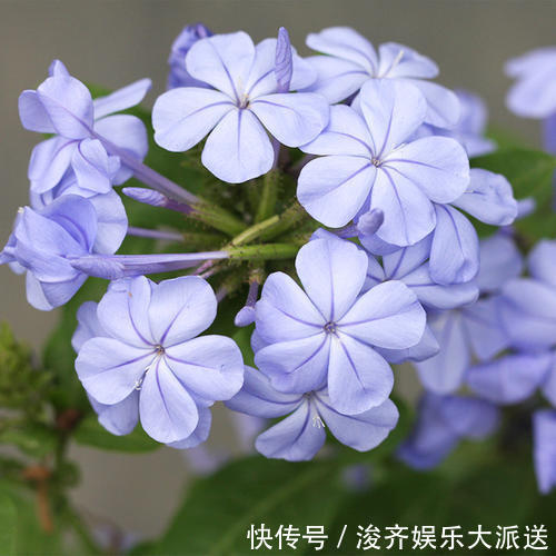 花人|懂花人都知道,1种花“耐热、好养”,春天播种,夏天“开爆盆”