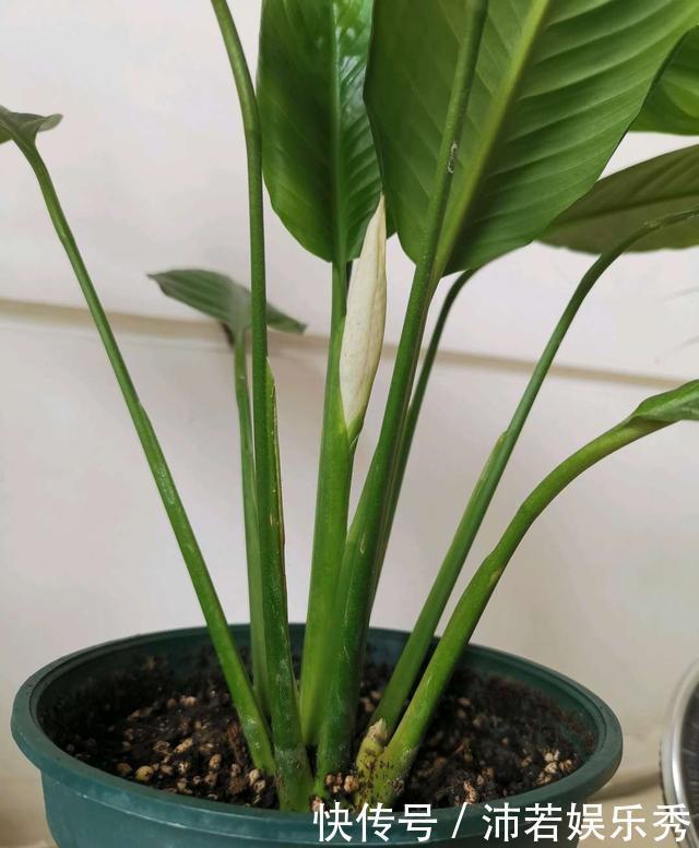 富贵竹|旺财旺运的5种盆栽，好看好养，放家里一盆不吃亏