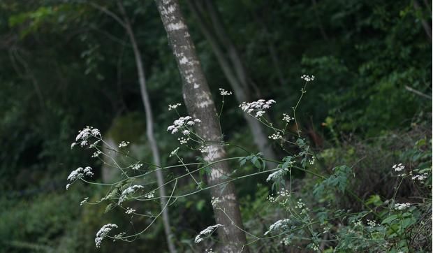 山芹花