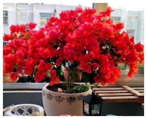 4月10日，家里养上5种招财花，花朵美轮美奂，你一定会喜欢！