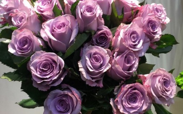 喜欢菊花,不如养盆“精品玫瑰”海洋之歌,淡紫典雅,清香袭人