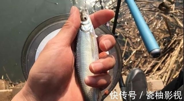 如何判断窝子里有没有鱼?这几个方法一定要学会!