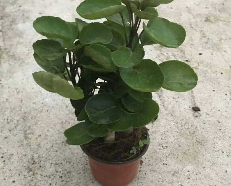 家庭养花选几种,记住摆对位置,对花好更好看
