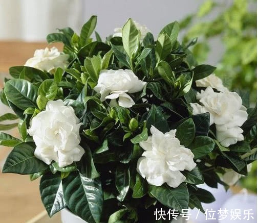 栀子花黄叶不开花掌握关键1点,黄叶不见,花开不断,花香四溢