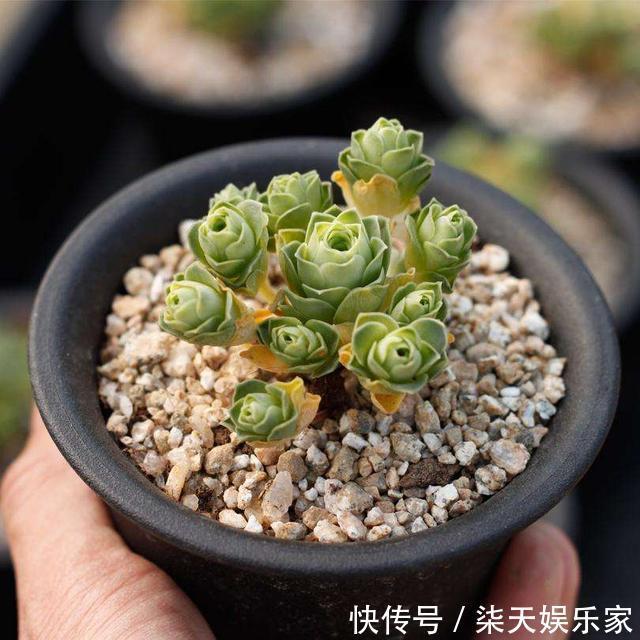 网购|网购多肉,记住“3大步”,增加安全系数,做合格“肉奴”