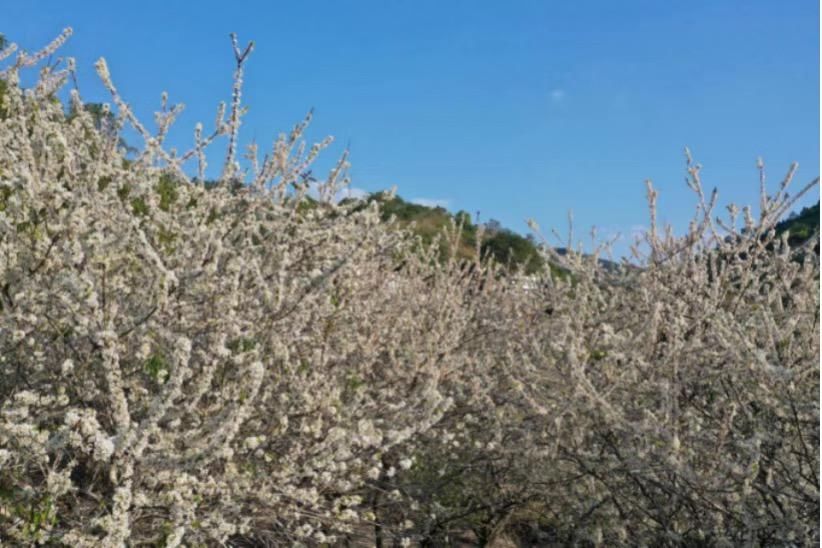 就地发掘新年味，云浮本地游成为新年俗