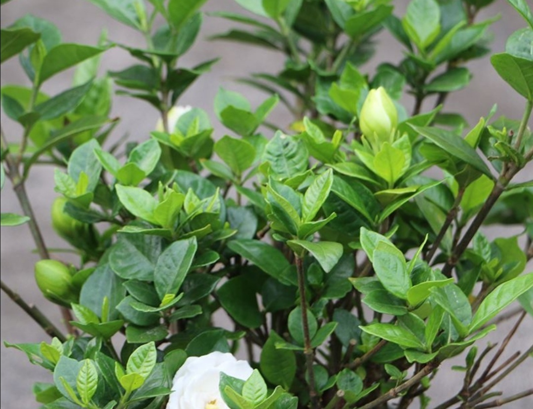 家里养栀子花，常用“2种肥水”，叶子浓绿、开花又多