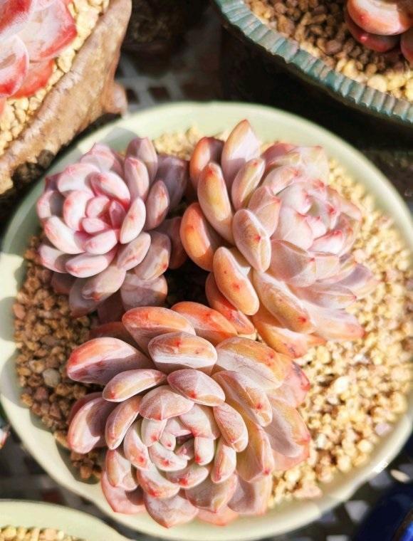 太阳光照|夏天光照很强,多肉晒一晒,会不会变红?会彻底地变红!