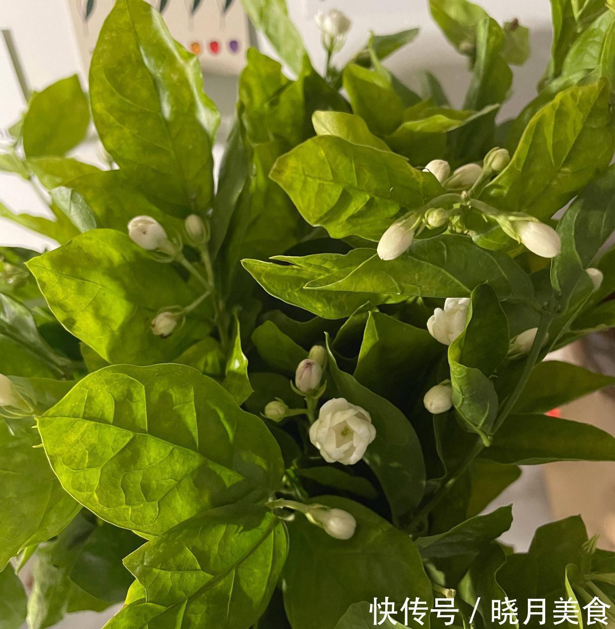 怎样让茉莉开花多?3个细节记住,花量增大、花香型美、灿烂盛开