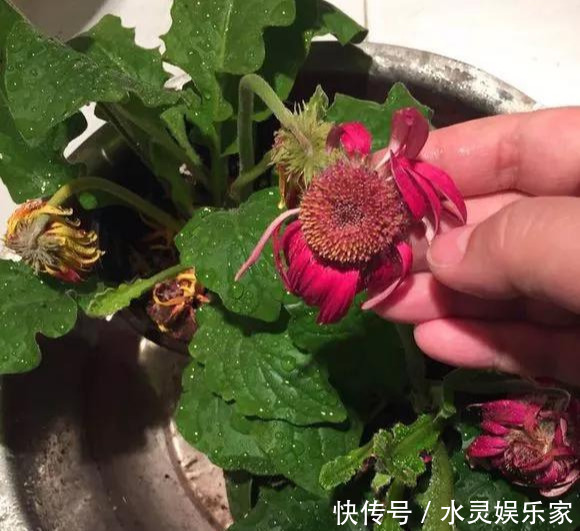 路边一堆“名贵花”,丢人也要捡,捡回家养2个月就开花!