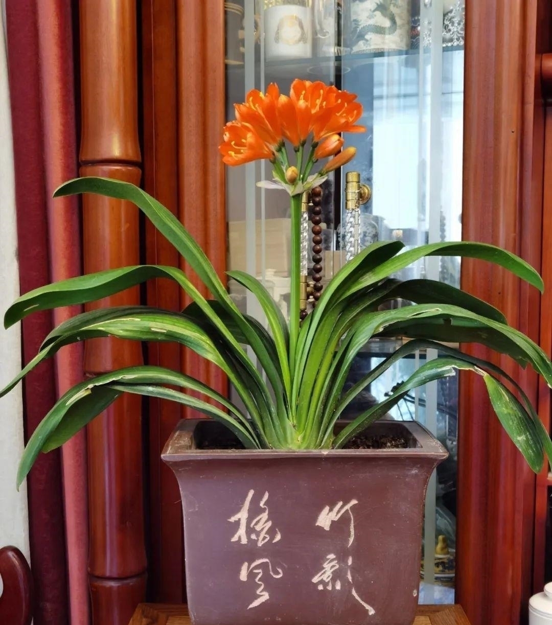 浇水量|10种花夏天一定要少浇水，否则熬不过3天就死了