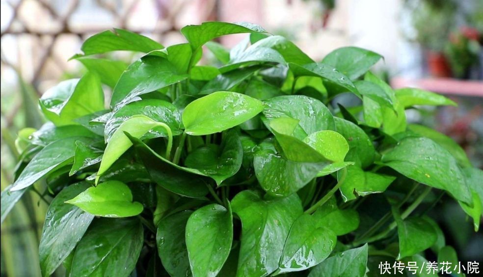 有害气体|养了多年的绿萝,才知道是有毒植物,还能不能放在室内养了?