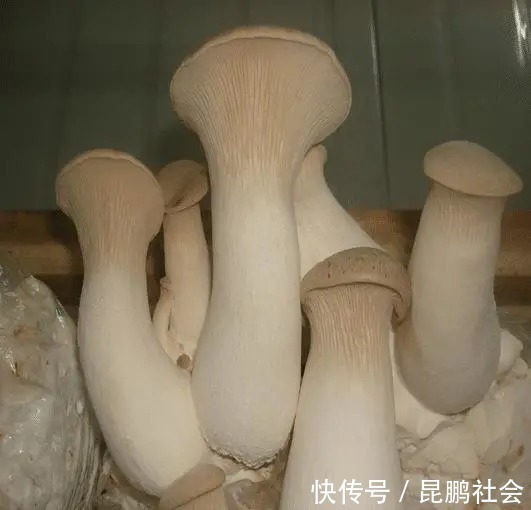 买杏鲍菇，大的好还是小的好？都不对，牢记5点，保证新鲜又肥厚