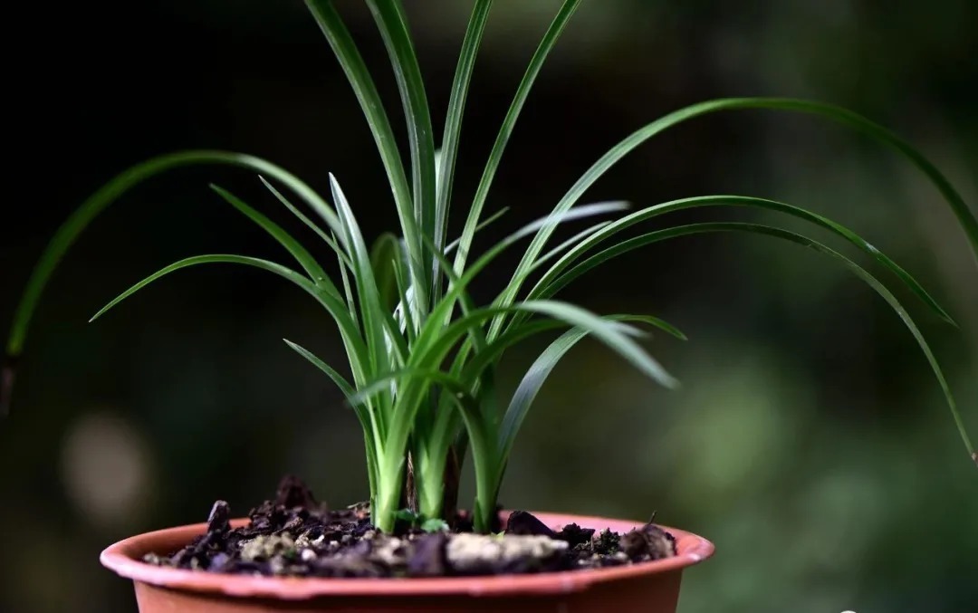 兰友|夏天养兰花,究竟能不能淋雨?兰友:最怕这样淋
