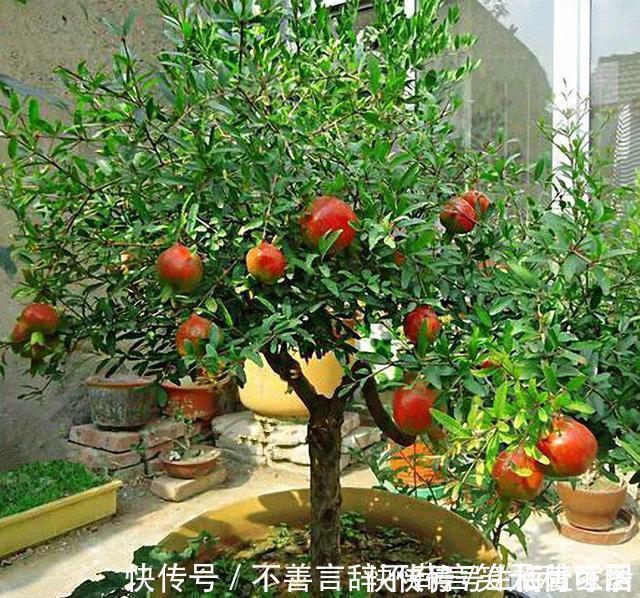 阳台上|还在苦苦养花吗?今年都流行种果树了,开完花就结果,味甜真不错