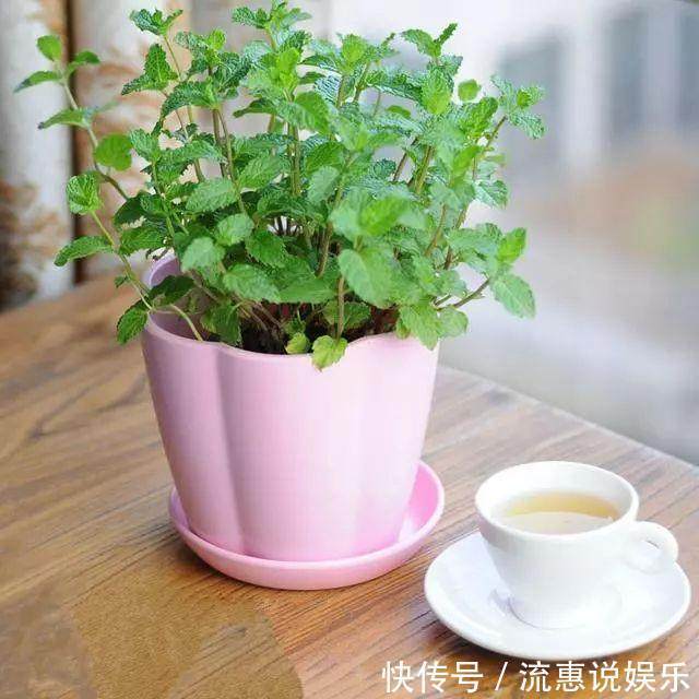 栽培|家里种上这些可食用的香草，一年都可以吃不停，调料钱都能省了！