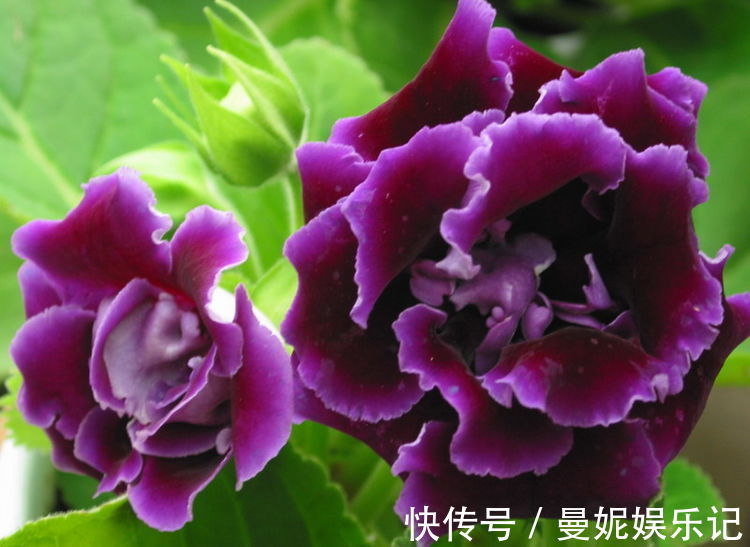 大岩桐|家有小院,不妨养款这些花,花色柔美,缭绕飘舞,别致的美