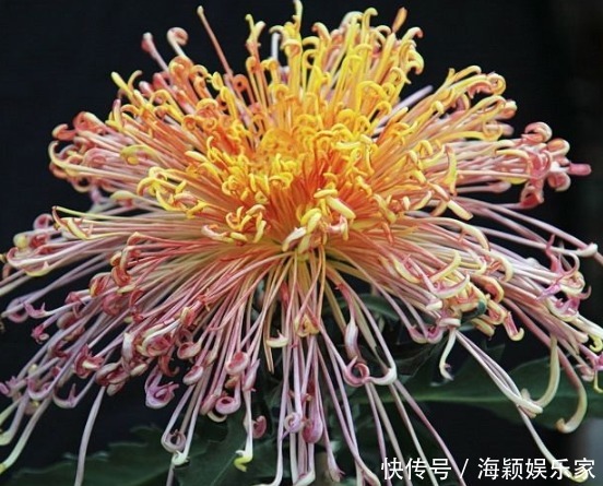 懒人想养花,这4款花被称为“开花机器”,漂亮养护还简单,超美