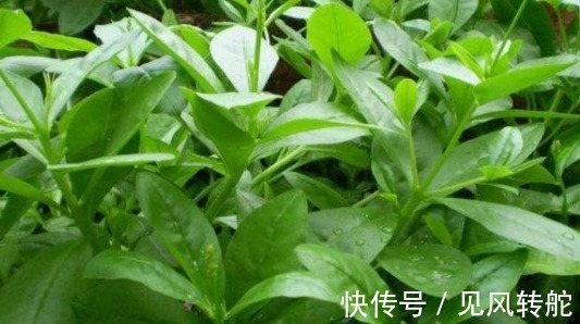 根部|农村一种野菜,叶子好吃,根部价值更高,被称为人参菜