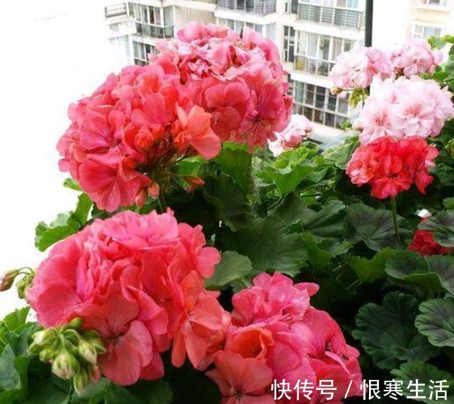 此花超漂亮,沾土就活,比牡丹还美,年年开花美翻