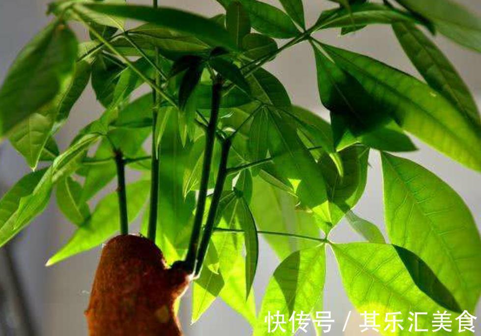 三种植物夏天爱黄叶，改善养殖方法，叶片绿，长势好