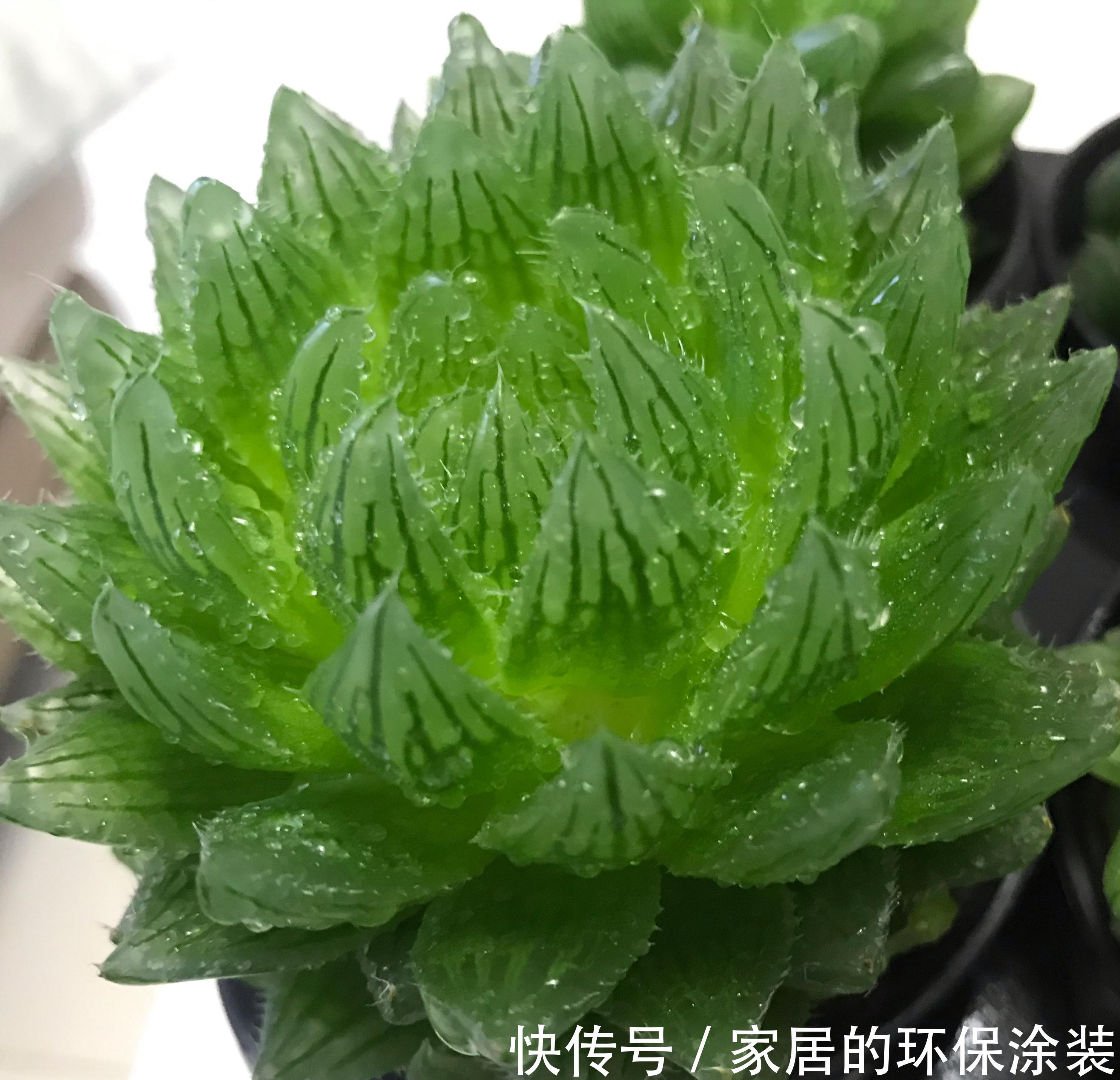 浇水|那些把花养的很好的人,都对花草做了什么