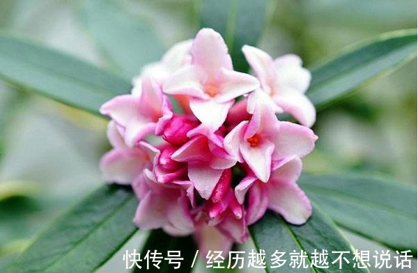 贵气|贵气降临的4大“吉兆”,具备2个以上,财运、福运随你挑!