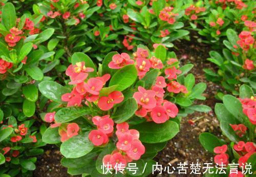 沙漠玫瑰沙漠玫瑰|3种懒人花,虽其貌不扬,但养起来真省心,少浇水挤一挤长得旺!