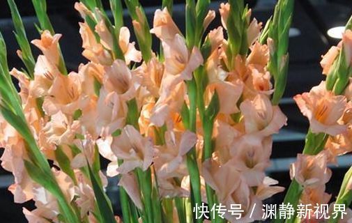 养花|“玫瑰珍品”土星王阳台,丰腴婀娜,花色温馨,堪称养花必备