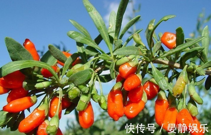 如何在自己家里种上枸杞,补身体酿酒入菜,滋补身体