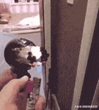 |搞笑GIF趣图: 喵星人是不是感觉哪里有问题啊