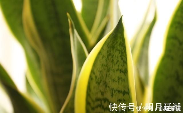 吊兰|卧室就养4种花,“养人”又养气,不是没有道理