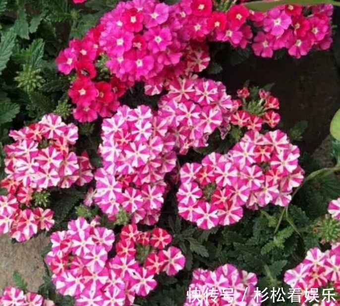 美女|4种“漂亮”的花，便宜又好养，10块钱“两盆”，每天有花赏！