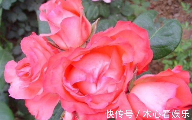 三种观赏价值非常高的月季，不是我国培育的，但是适合种在庭院中