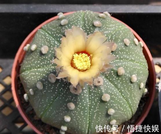 浇水|想要养好多肉植物,就从4方面下功夫,个个叶片厚实又肥美