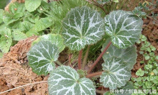 1种草叶片大,人称“耳朵草”,价值比岩黄连高,喜欢长在小院里!