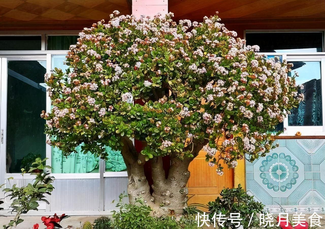 冷天养这8种花,有钱也要穷着养,断粮、少水更抗冻