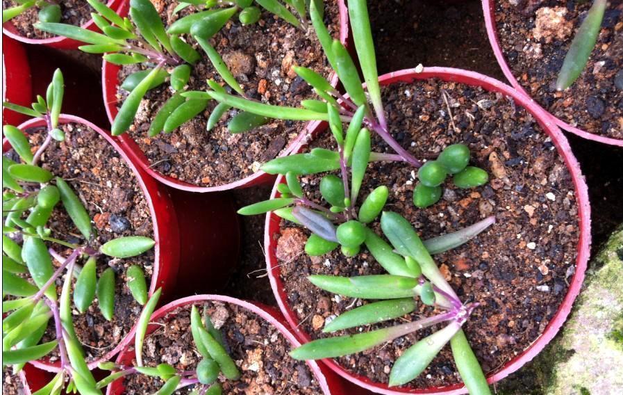 9种漂亮花,现在扦插“正当时”,喜欢别错过