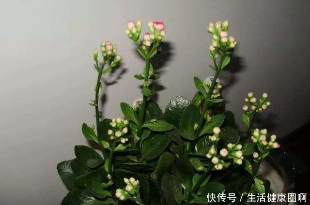 长寿花不是小巧一盆,长成一米高的“大老桩”,别羡慕自己也能养!