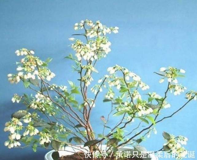 蓝莓|家里边最好养的水果盆栽,开花好看果好吃,还能保护视力!
